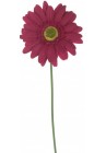  Gerbera sarkanvioleta 60cm