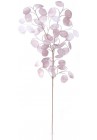  Mēnesene-lunārija ar rozīgi pelēcīgu nokrāsu 79cm