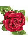  Salvetes puķes Big Red Roses 1pac