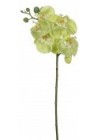  Orhideja zaļgana 46cm
