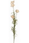  Kosmejas laškrāsas zariņš 66cm